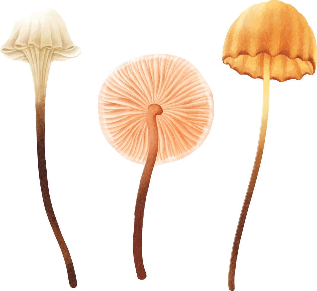 Mushroom illustration watercolor style collection vector