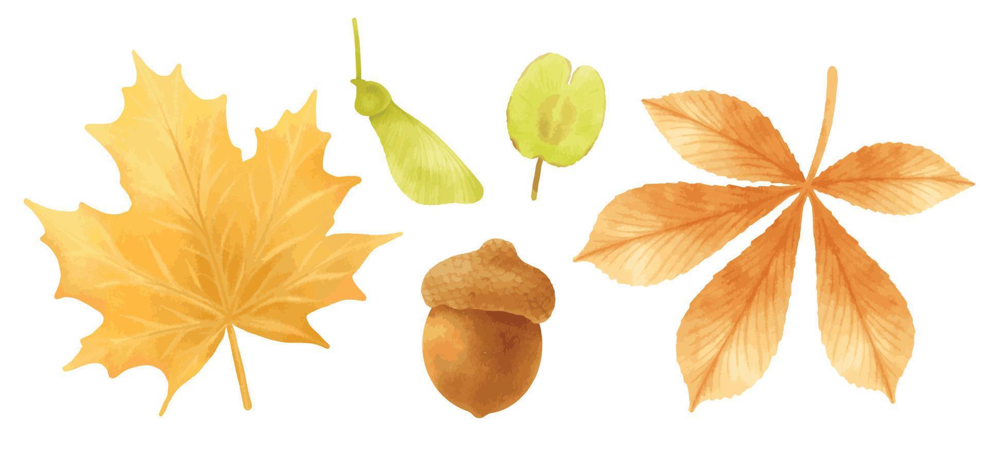 Set of autumn leaves illustrations watercolor styles vector