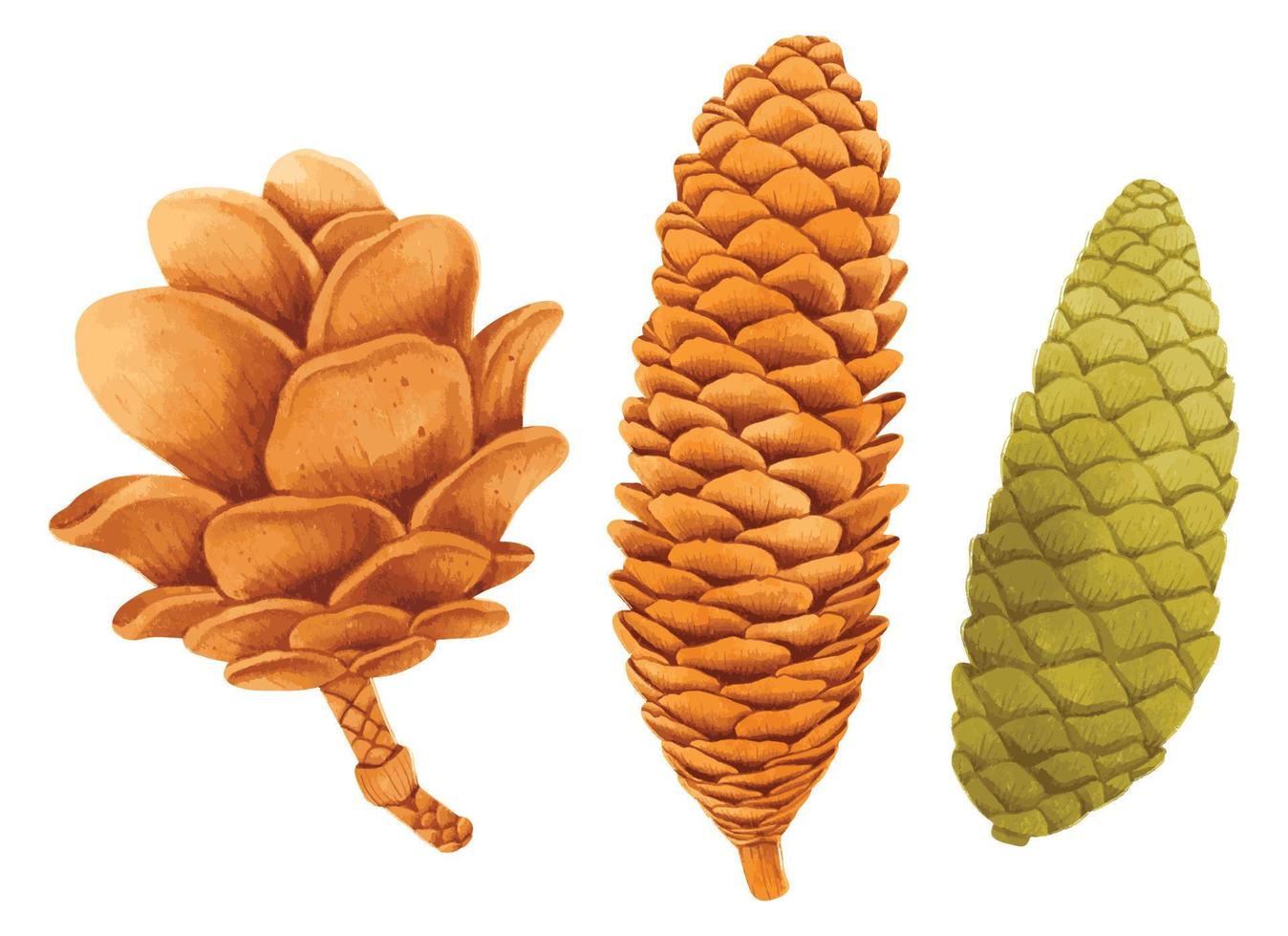 Set of Pine cone watercolor hand painted illustrations. autumn organic vector