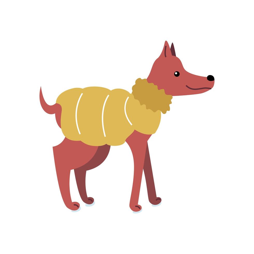 perro marrón con una chaqueta de invierno naranja de moda. el cachorro de perfil está parado o caminando. la mascota es sonriente y linda. ilustración vectorial simple en estilo plano aislado sobre fondo blanco vector