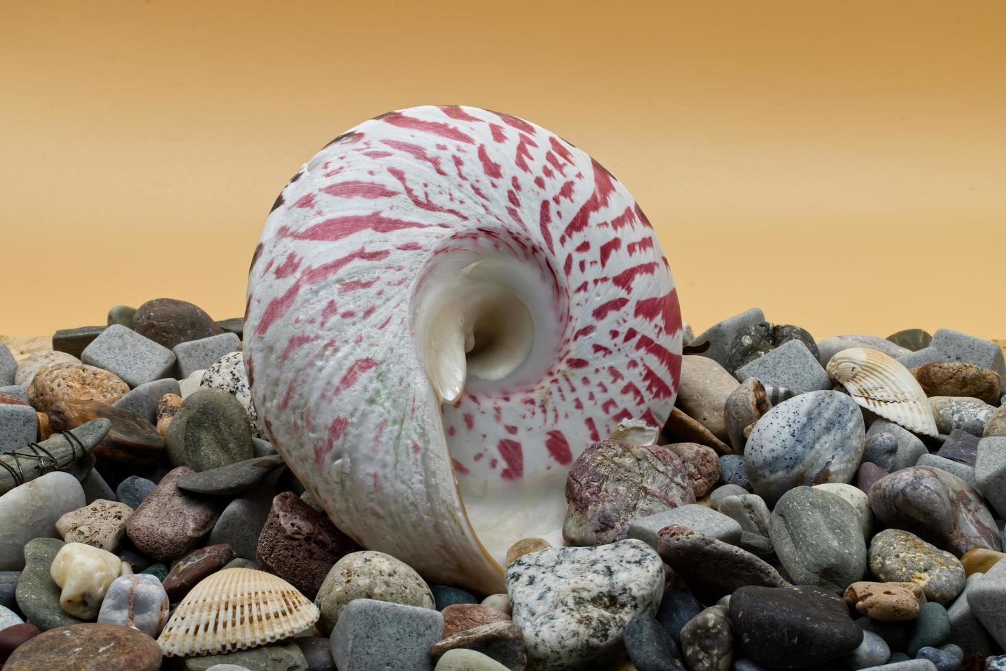 Set of colorful sea shell and stones on orange background. photo