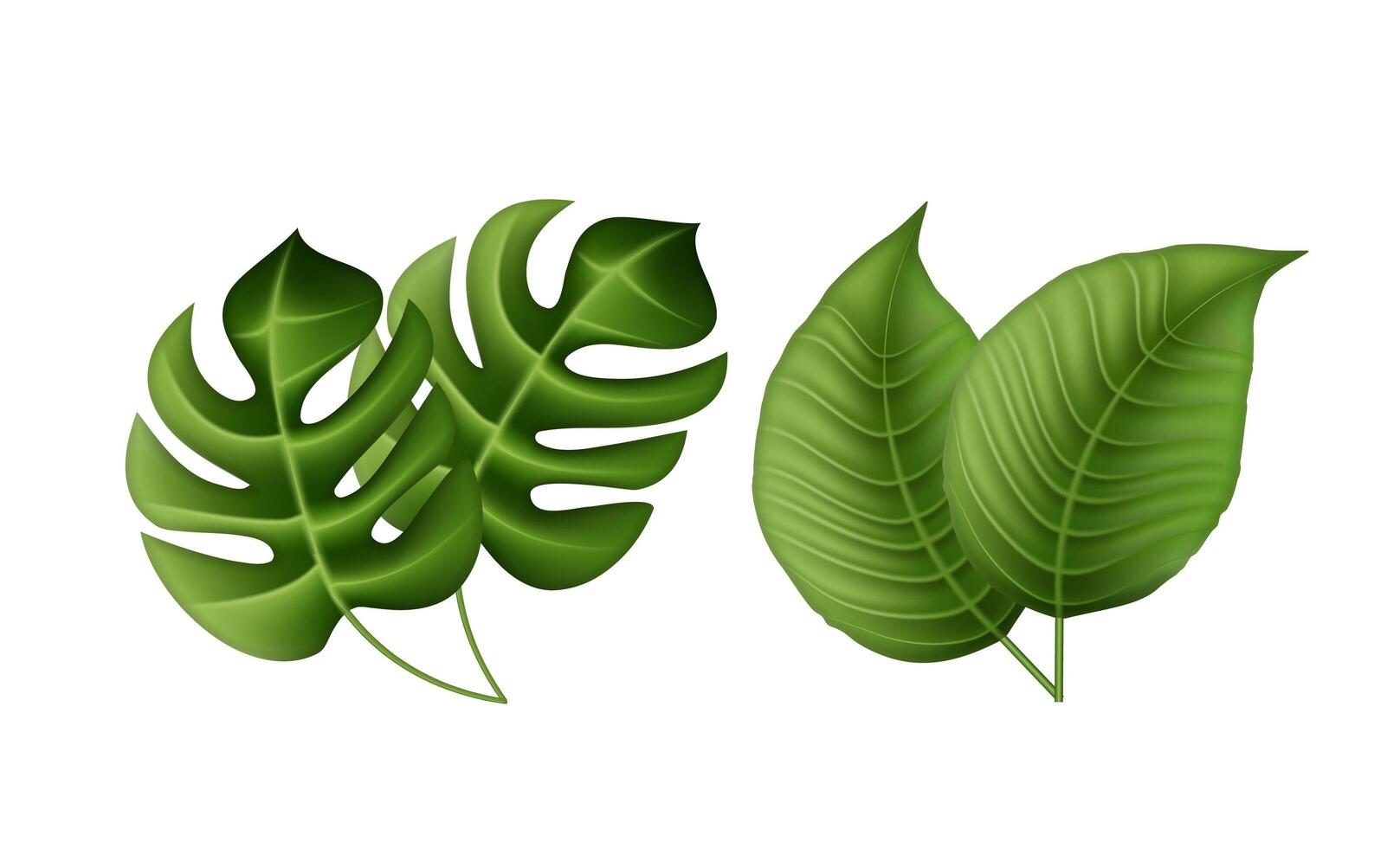 Tropical palm leaves, jungle leaves. Botanical illustration, set isolated on white background. vector