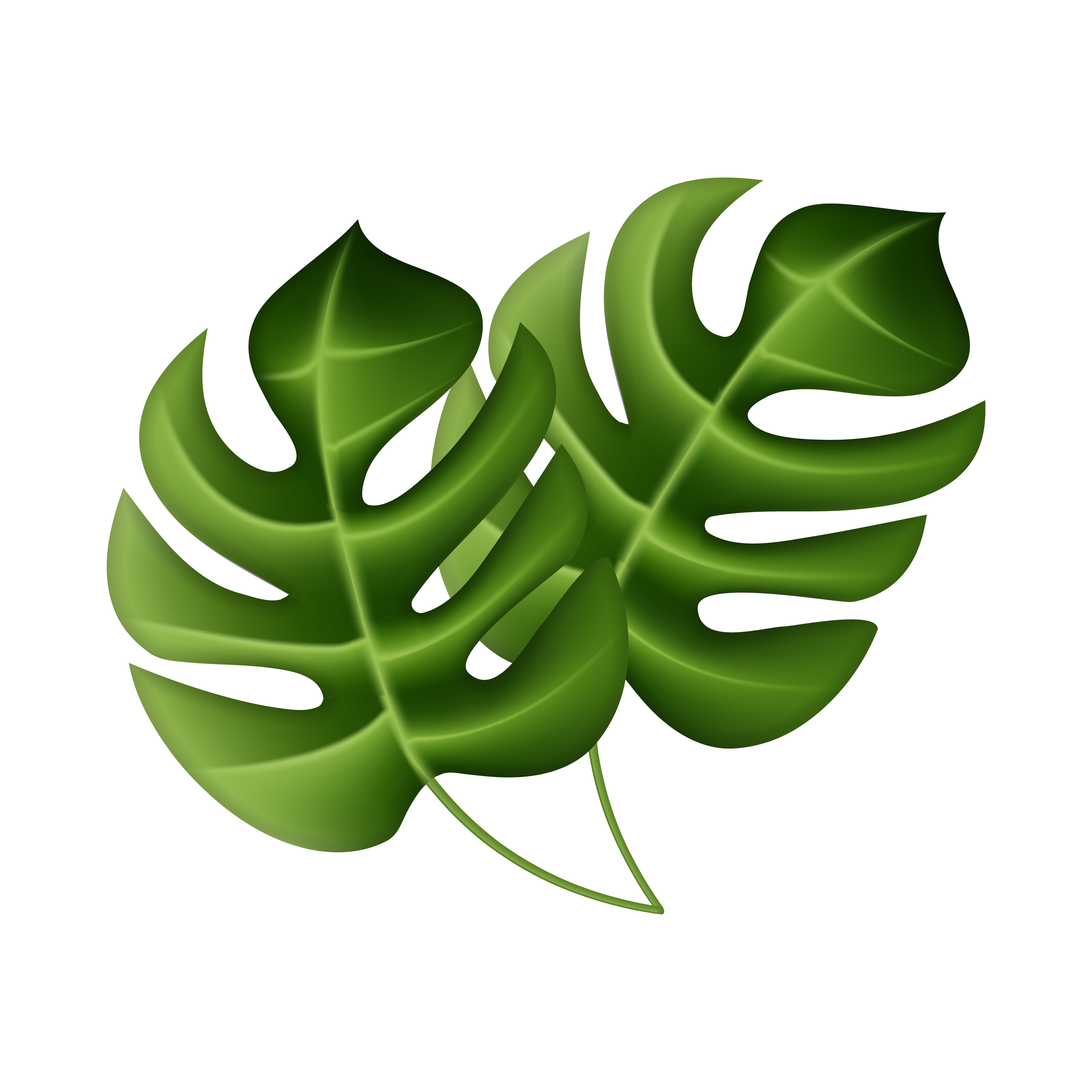 Tropical palm leaves, jungle leaves, botanical vector Illustration on a white background. 4867922 Vector Art at Vecteezy Tropical palm leaves, jungle leaves, botanical vector Illustration on a white background. 4867922 Vector Art at Vecteezy