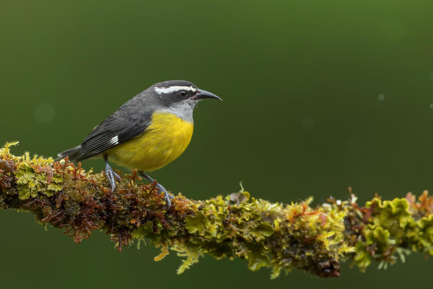 bananaquit posado en una rama perfecta foto