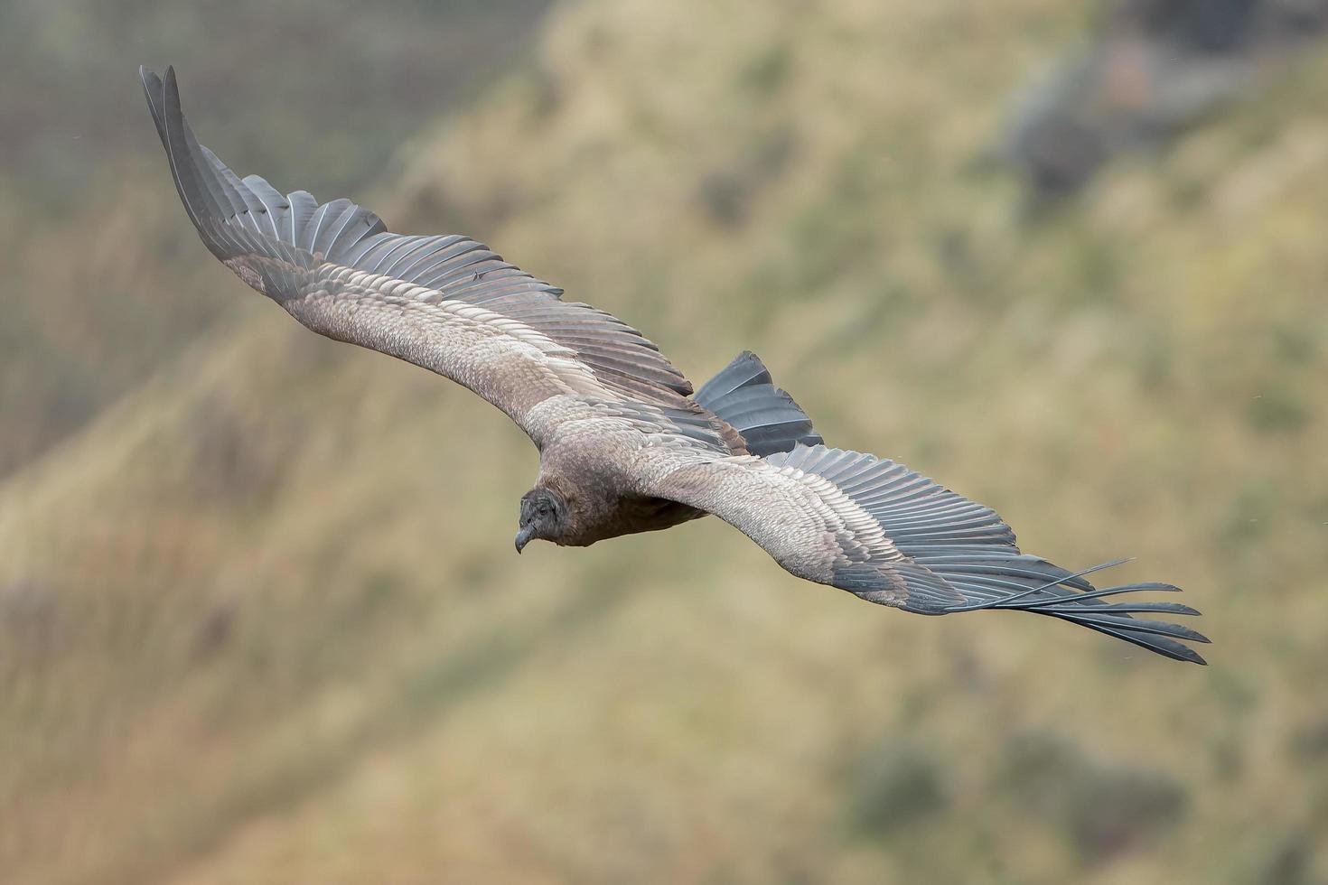 Cóndor Andino en vuelo en Ecuador foto