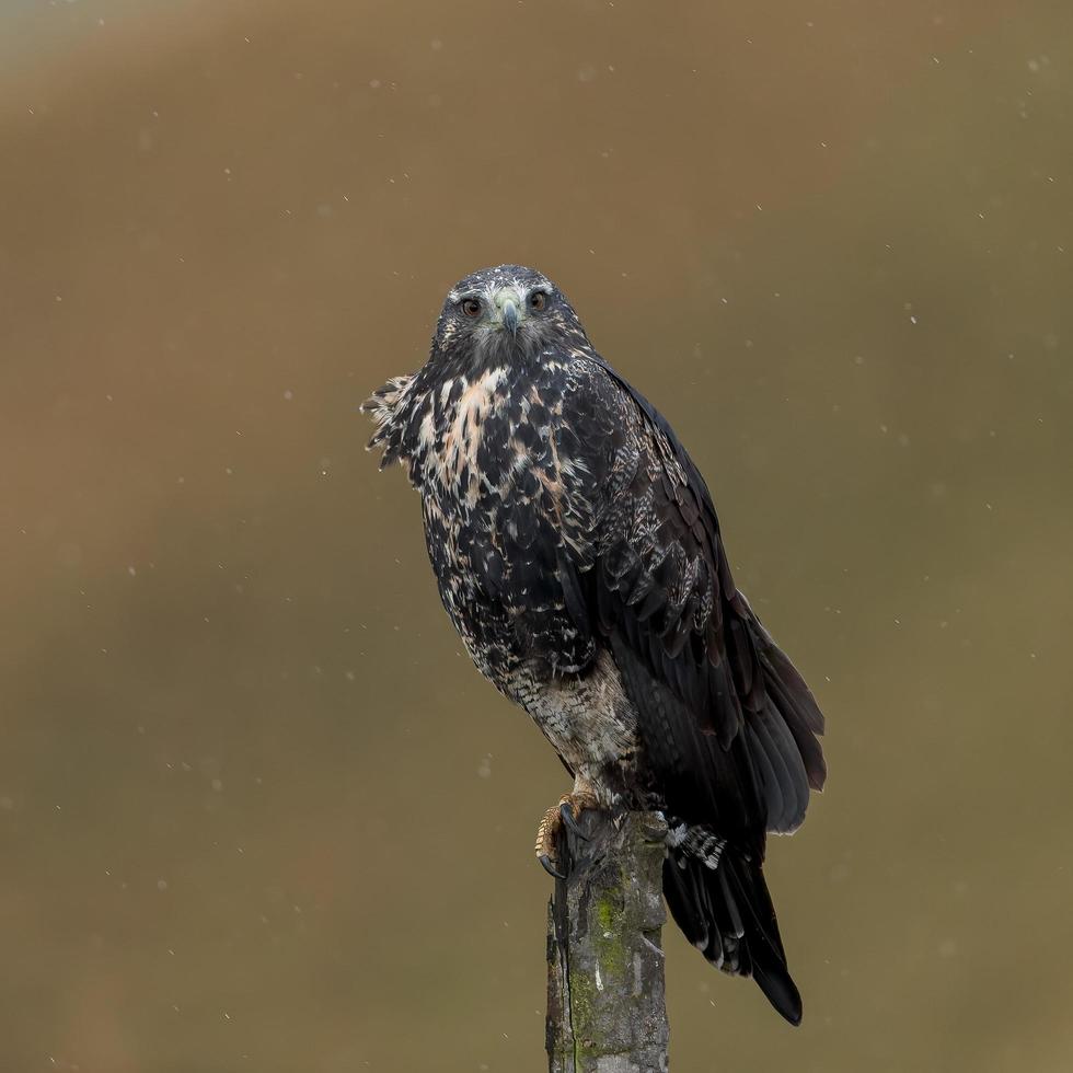 Águila ratonero de pecho negro sentado en una percha bajo la lluvia foto