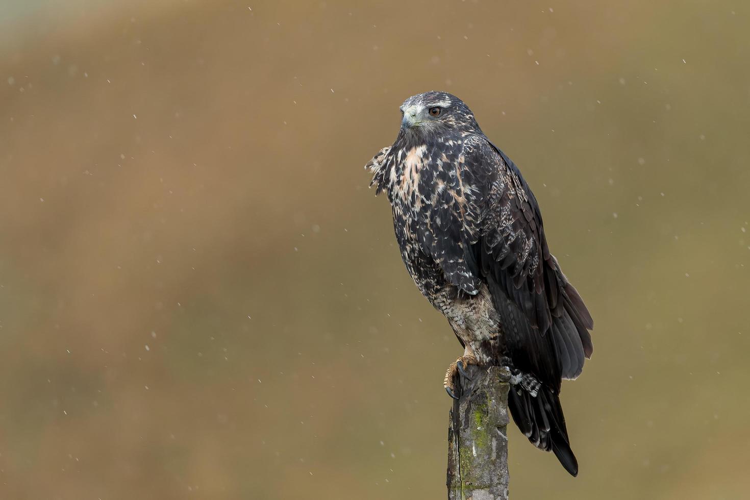 Black Chested Buzzard Eagle sitting on a perch in the rain photo