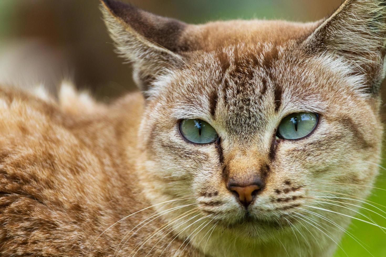 lindo gato marrón con hermosos ojos azules mascotas populares foto