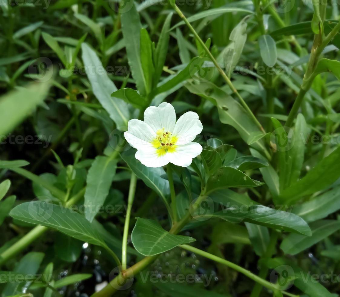 Close up view of water primrose or Ludwigia peploides is a species of evening primrose family known by floating primrose-willow and creeping water primrose with natural background. Mulcha, Keshordam. photo