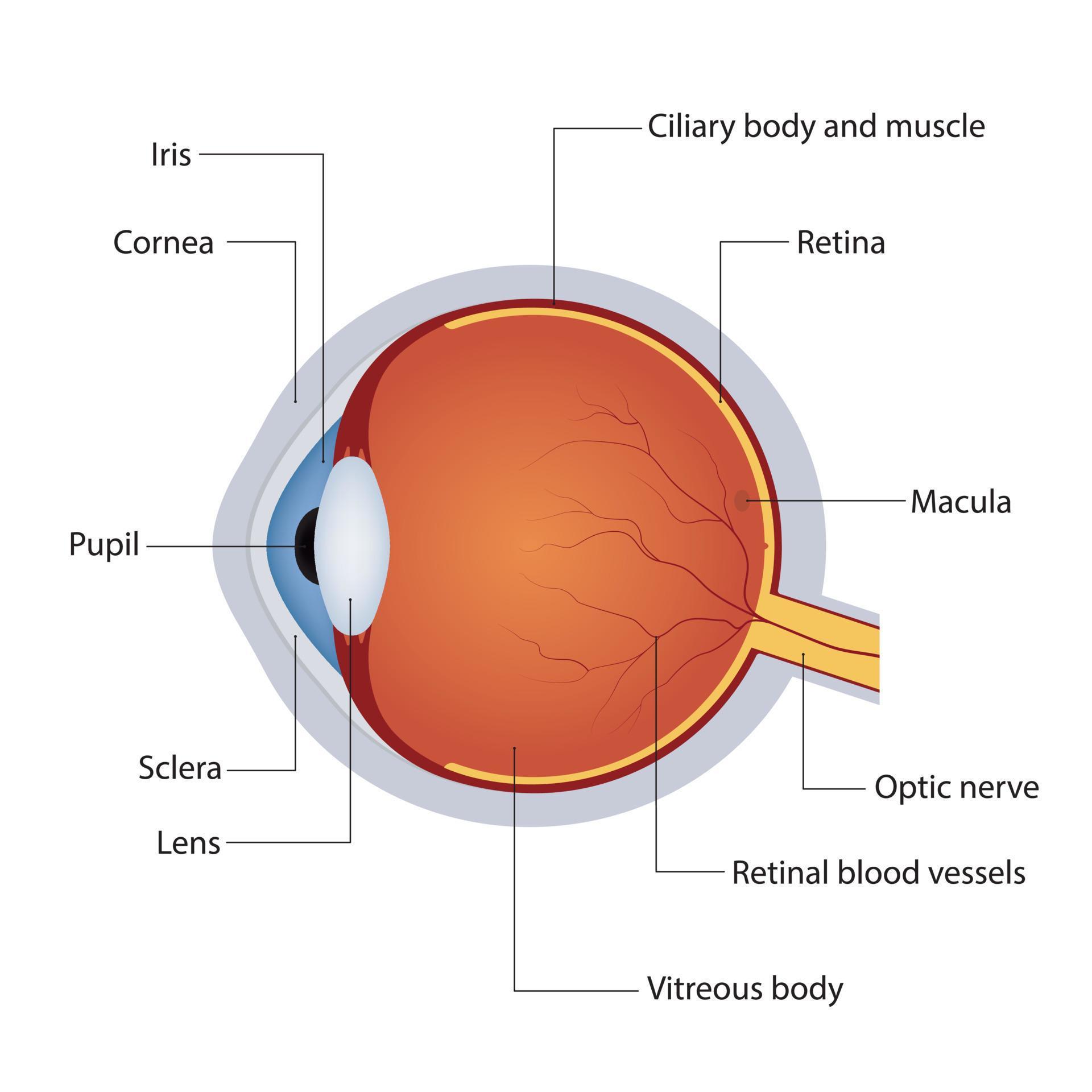 Structure of anatomy human eye. Detailed diagram of eyeball. Side view