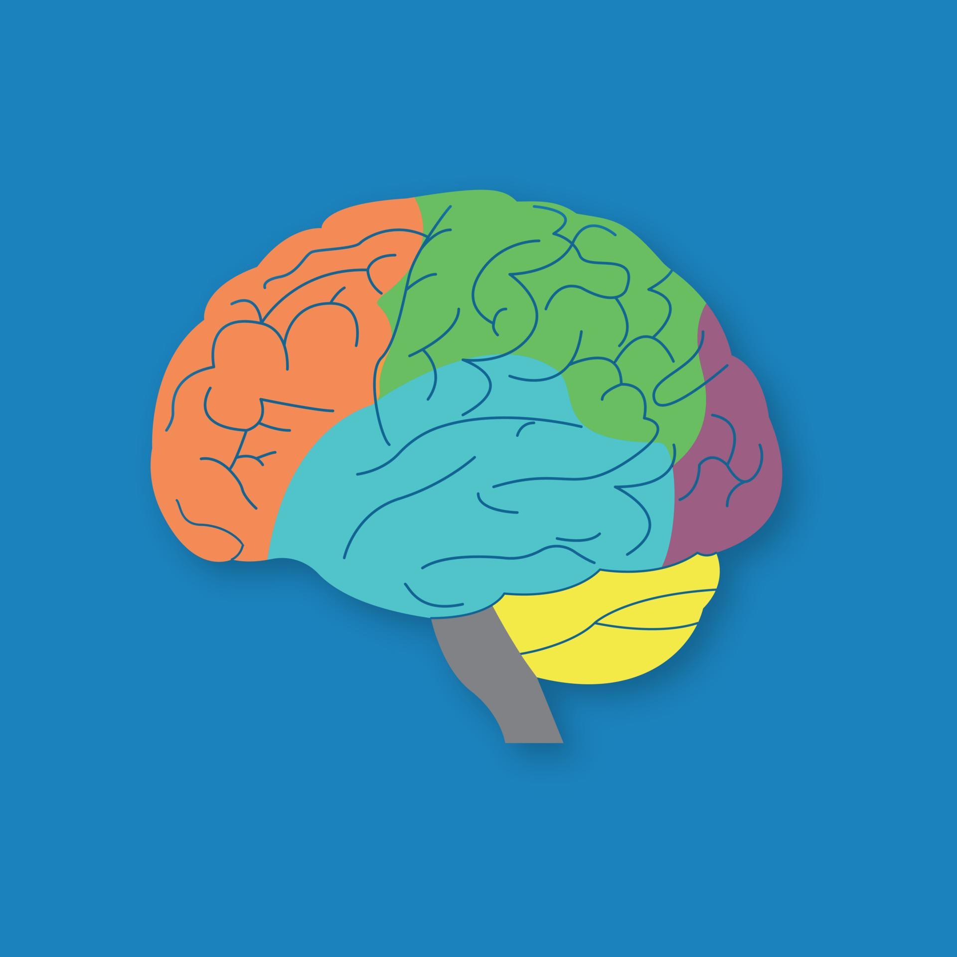 Parts of human brain. Section of central nervous system. Brain CNS ...