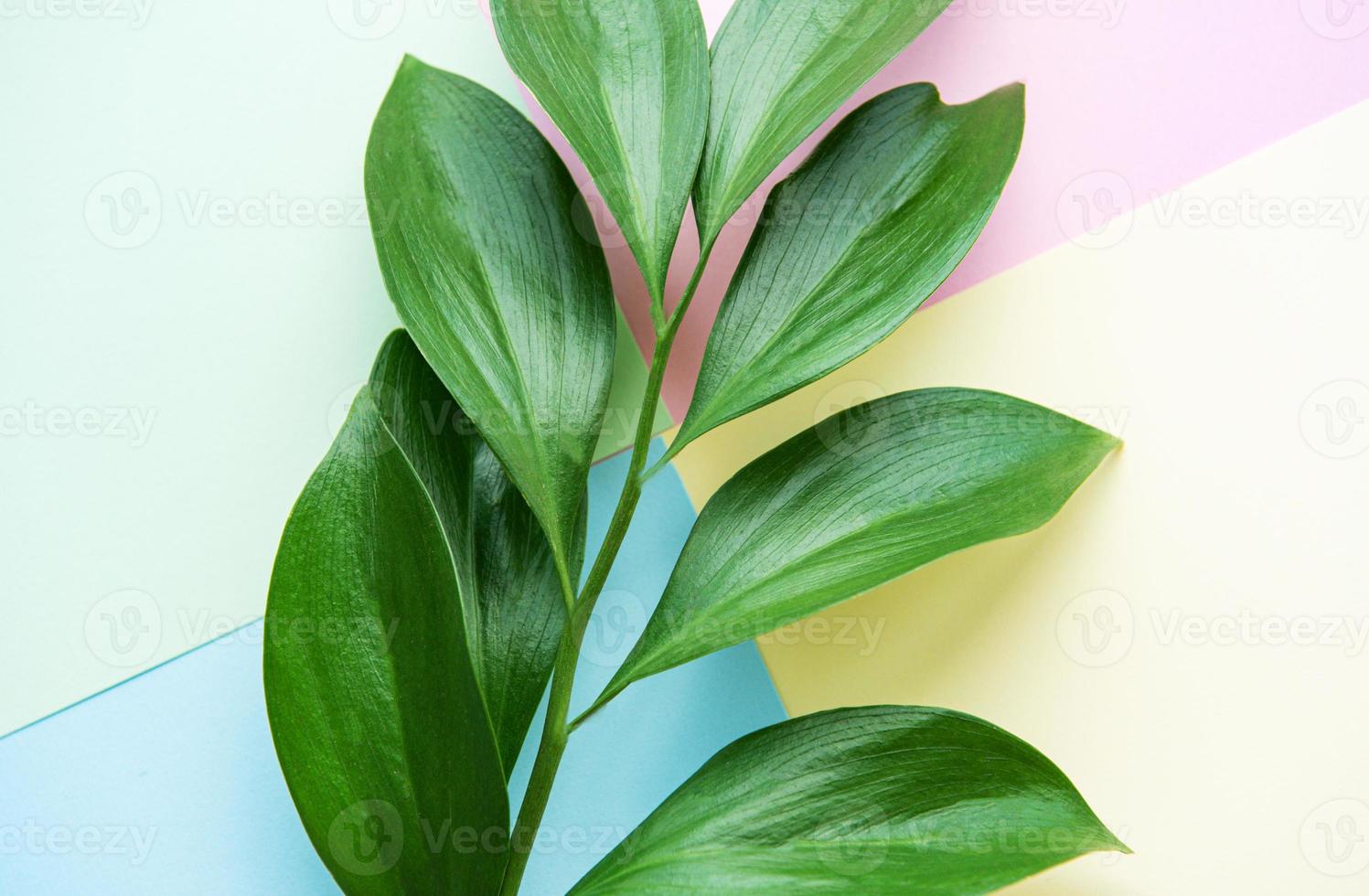 Green leaves on pastel background photo