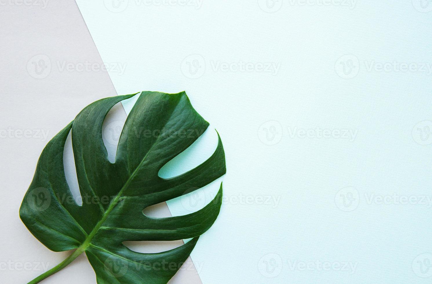 Tropical  monstera leaf photo