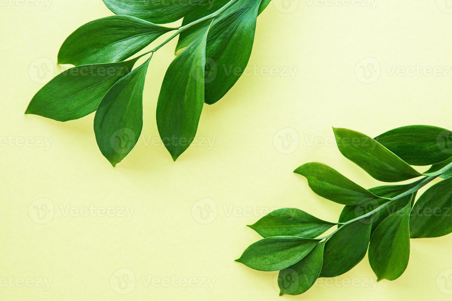 Green leaves on a yellow background photo