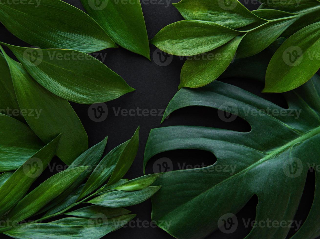 Tropical leaves and monstera leaf photo