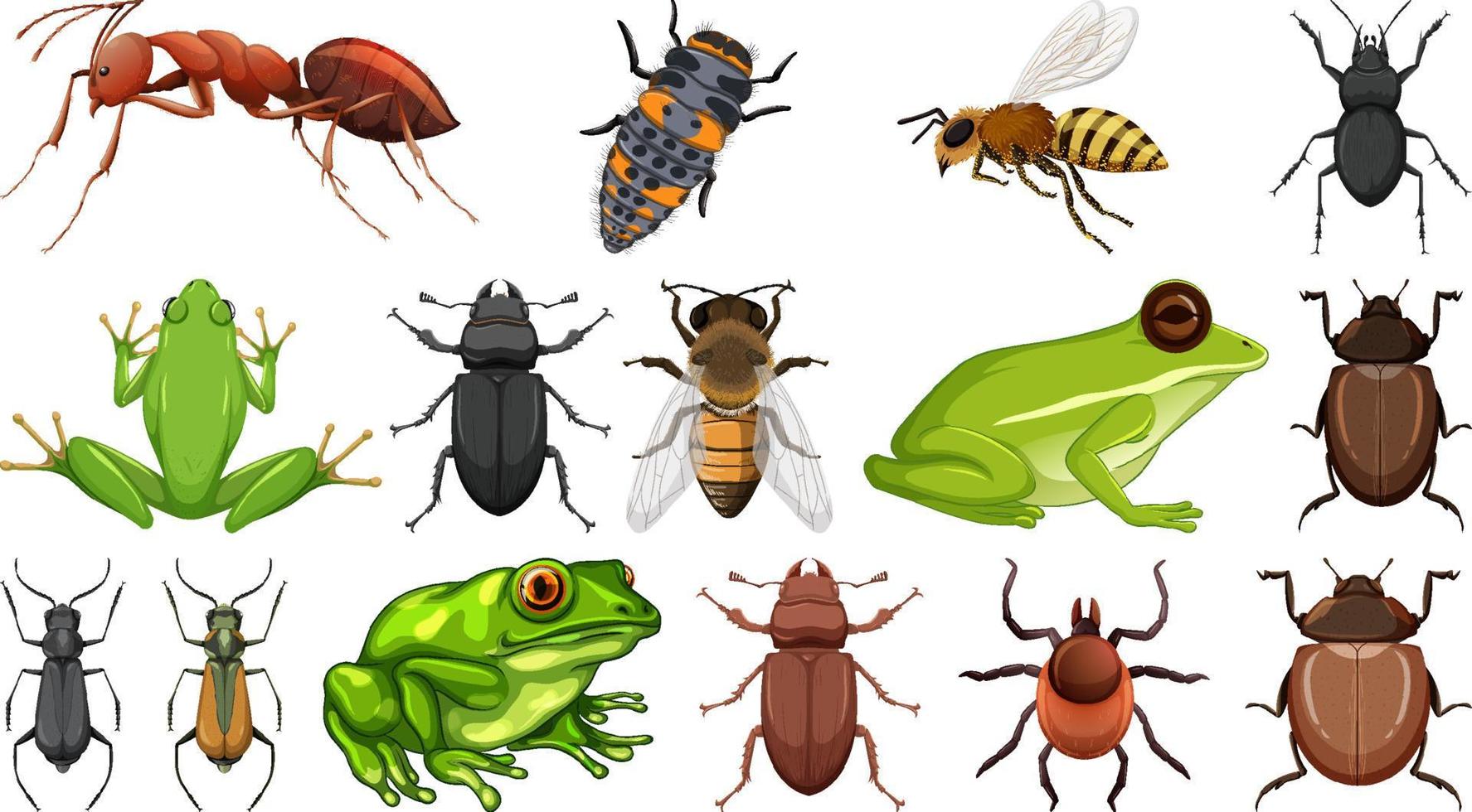 Different insects collection isolated on white background vector