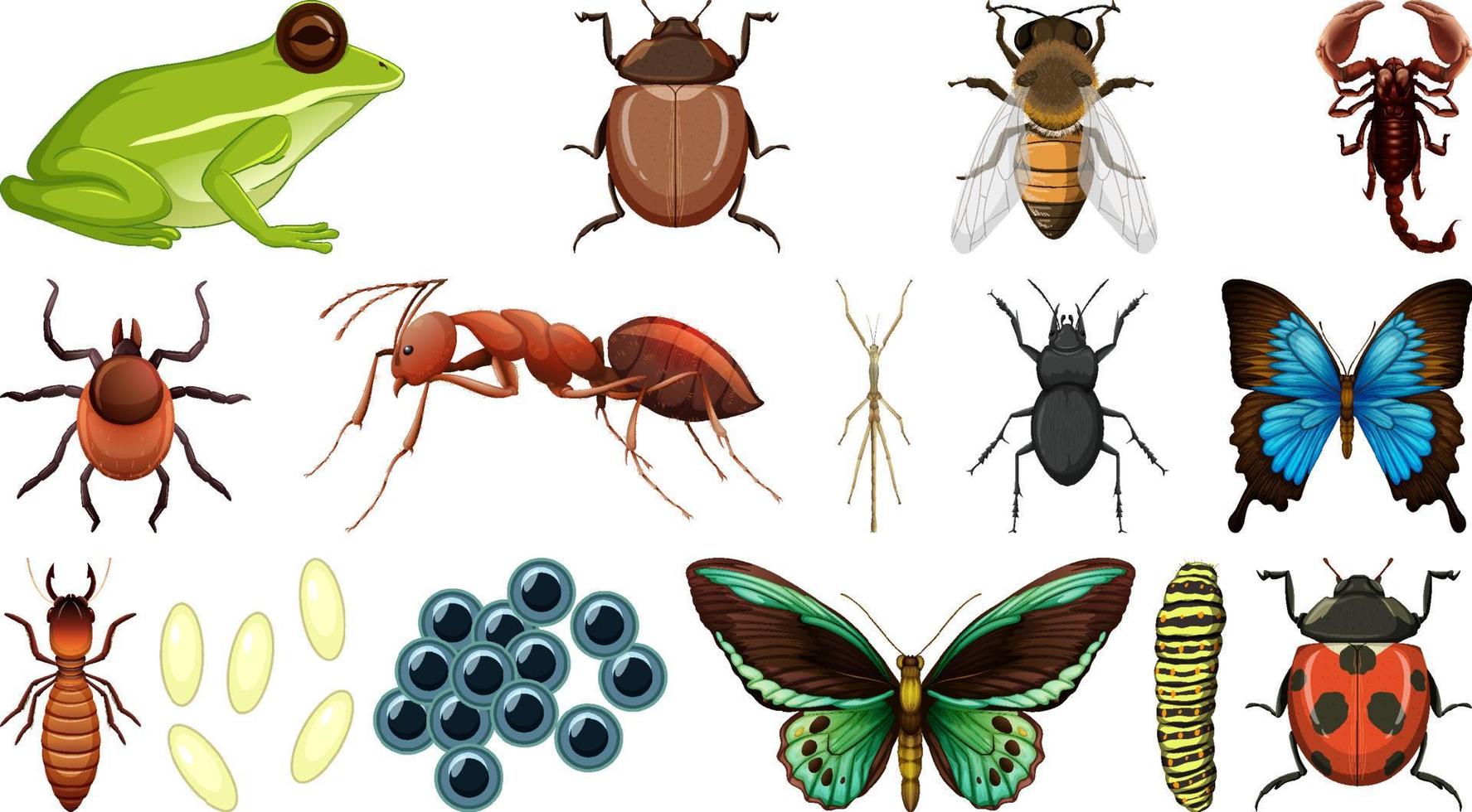 Different insects collection isolated on white background vector