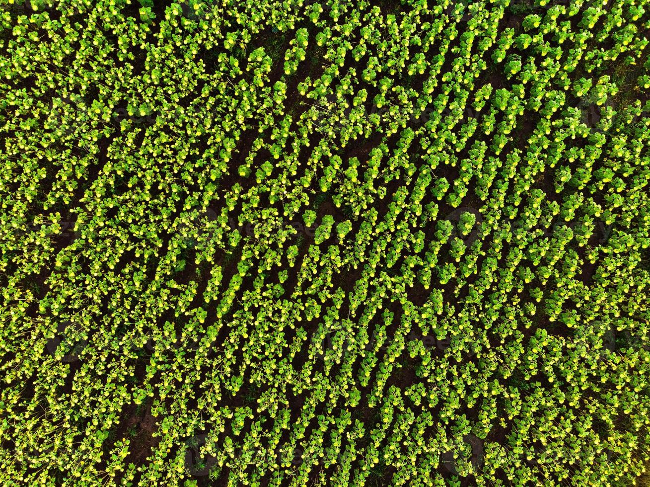 Top down aerial view crop green field sunflowers outdoors photo