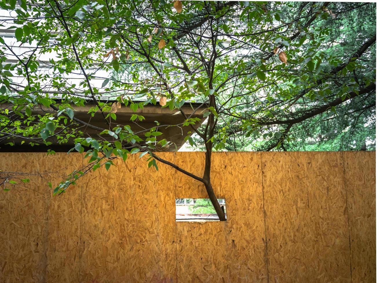 Young tree branch protected with hole in fence surrounded by other trees in neighborhood of a big city. photo