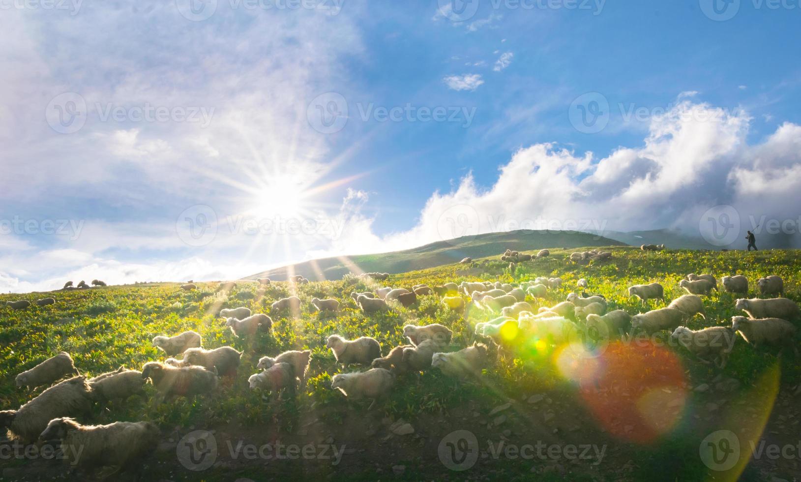 Flock of sheep in a countryside of Georgia surounded by scenic landscape photo