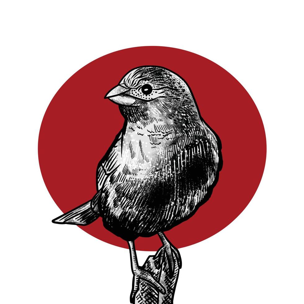 House Finch bird vector illustration