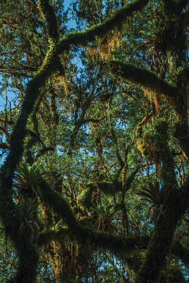 ramas de árboles cubiertas de líquenes y epífitas en medio de un frondoso bosque en el parque nacional aparados da serra, cerca de cambara do sul. una pequeña ciudad rural en el sur de Brasil con increíbles atractivos turísticos naturales. foto