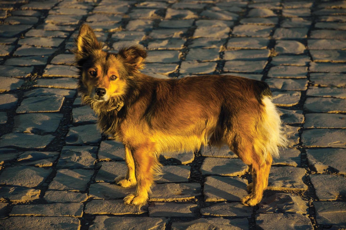 Lindo perro mutt de pie sobre un callejón pavimentado de piedra al atardecer en cambara do sul. una pequeña ciudad rural en el sur de Brasil con increíbles atractivos turísticos naturales. foto