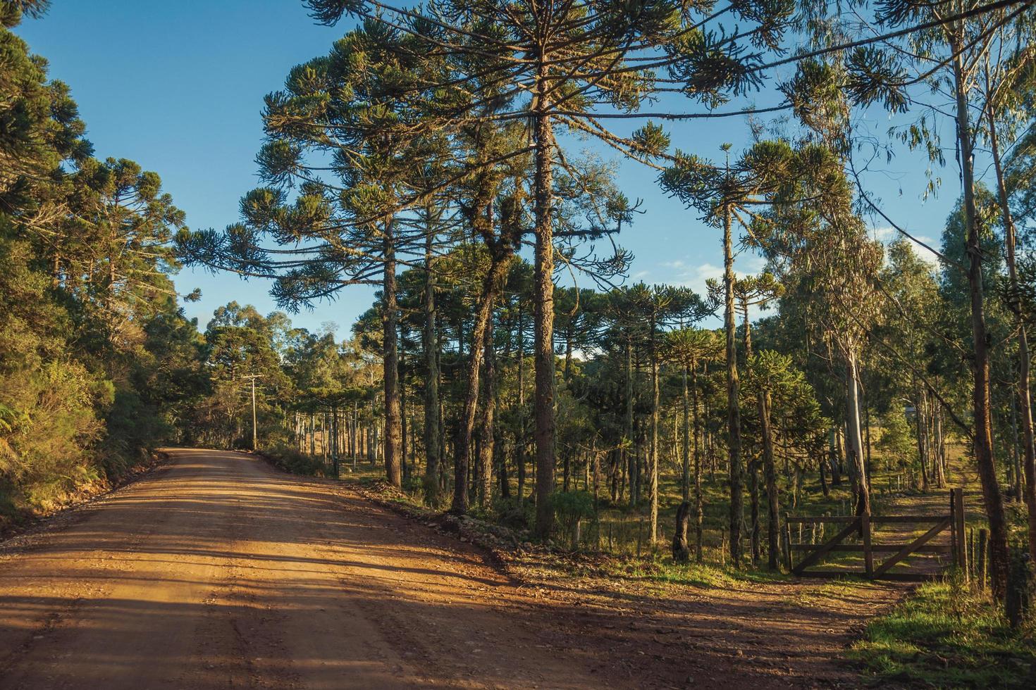 Dirt road passing aside another pathway with wooden farm gate and several trees at sunset near Cambara do Sul. A small country town in southern Brazil with amazing natural tourist attractions. photo