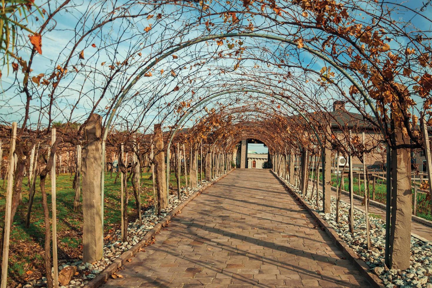 Stone pathway and long autumnal arbor covered by vine branches with dried leaves, from winery near Bento Goncalves. A friendly country town in southern Brazil famous for its wine production. photo