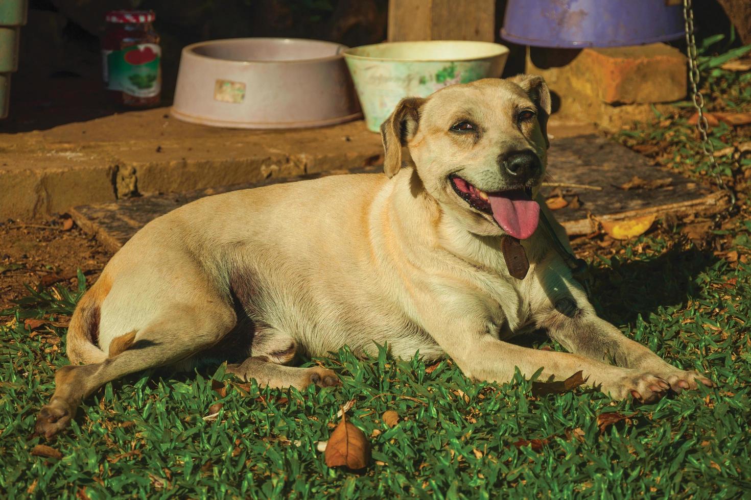 Lindo perro de raza labrador retriever sentado en el césped verde, cuidando una granja cerca de bento goncalves. una acogedora ciudad rural en el sur de Brasil famosa por su producción de vino. foto