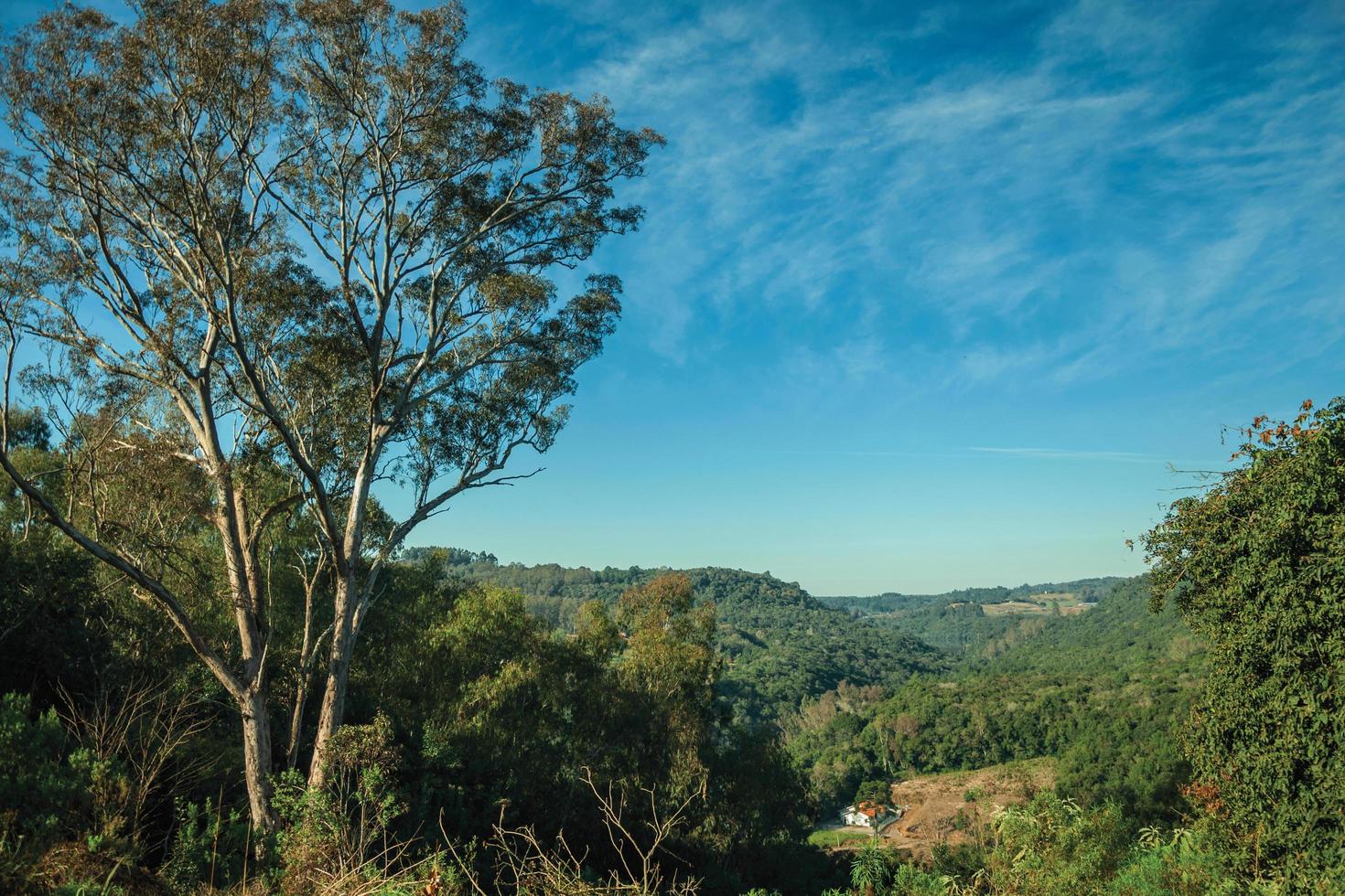 paisaje rural del valle con colinas cubiertas de bosque, granja y gran árbol en primer plano cerca de bento goncalves. una ciudad amigable en el sur de Brasil famosa por su producción de vino. foto