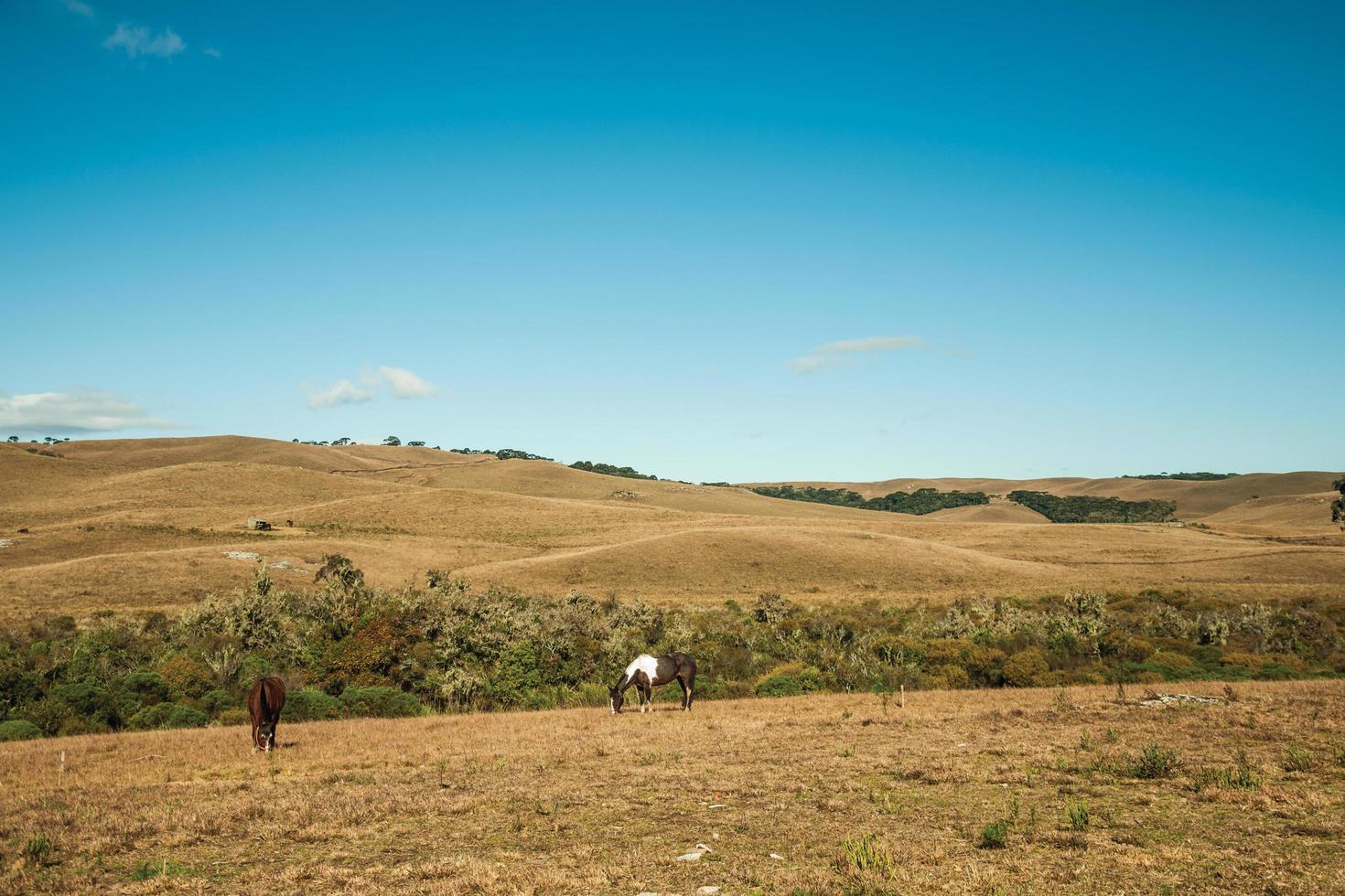 caballos que pastan en el paisaje de las tierras bajas rurales llamadas pampas con arbustos secos que cubren las colinas cerca de cambara do sul. una pequeña ciudad rural en el sur de Brasil con increíbles atractivos turísticos naturales. foto