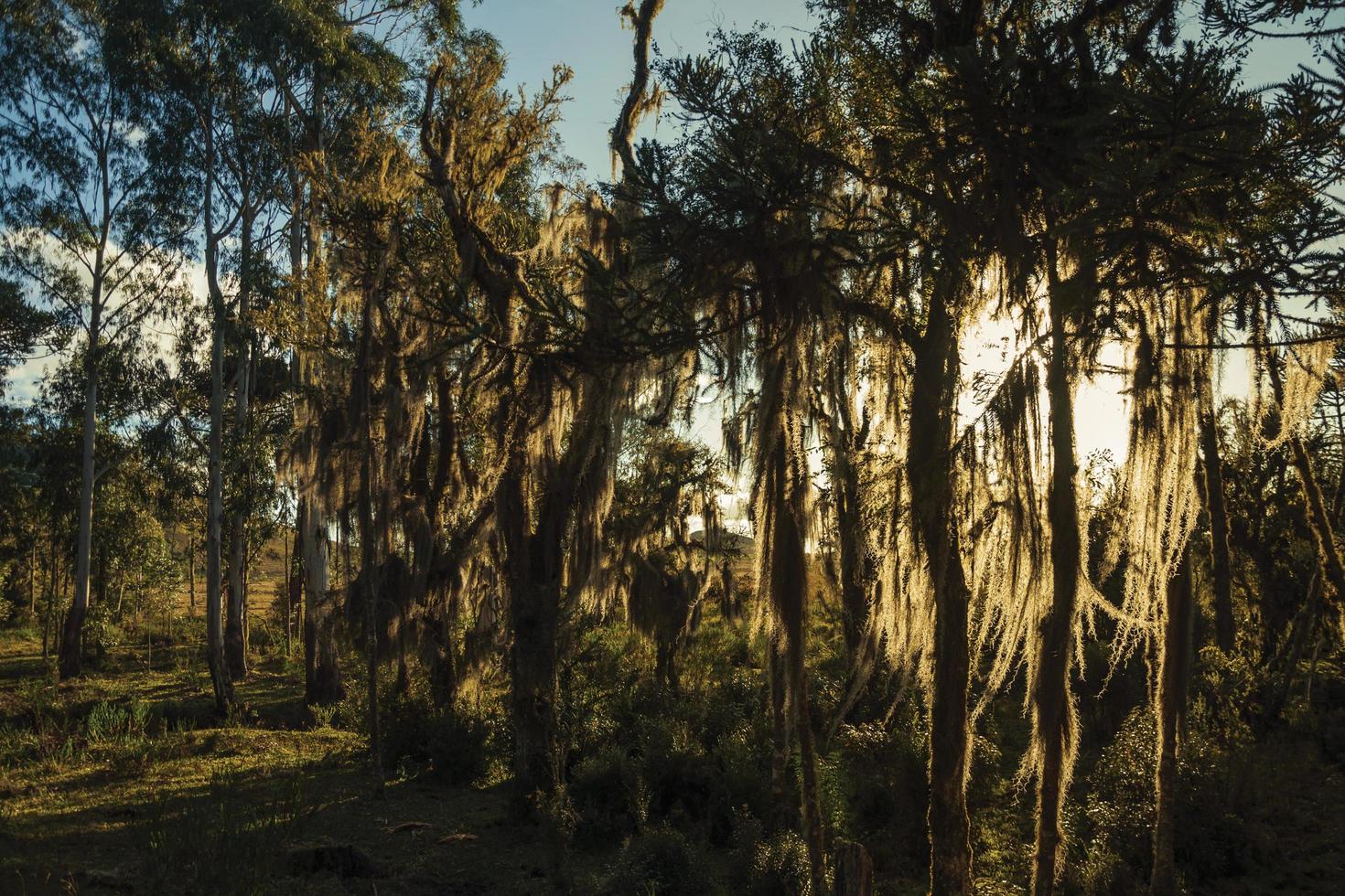 ramas de los árboles cubiertos de líquenes y epífitas con la luz del sol atravesando en medio de una arboleda cerca de cambara do sul. una pequeña ciudad rural en el sur de Brasil con increíbles atractivos turísticos naturales. foto