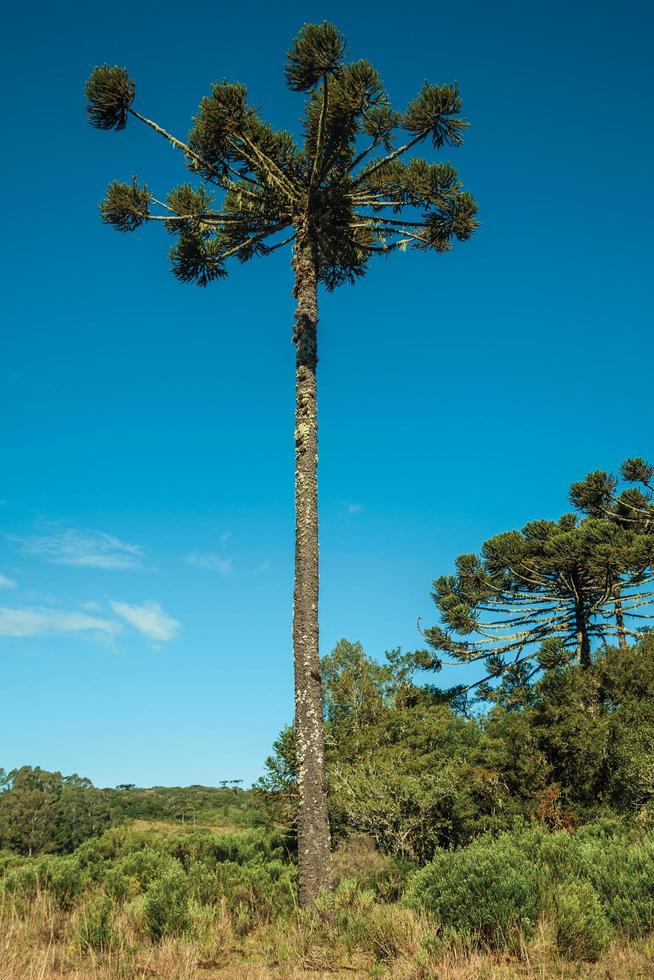 Landscape of pine treetops amid lush forest in the Aparados da Serra National Park near Cambara do Sul. A small country town in southern Brazil with amazing natural tourist attractions. photo