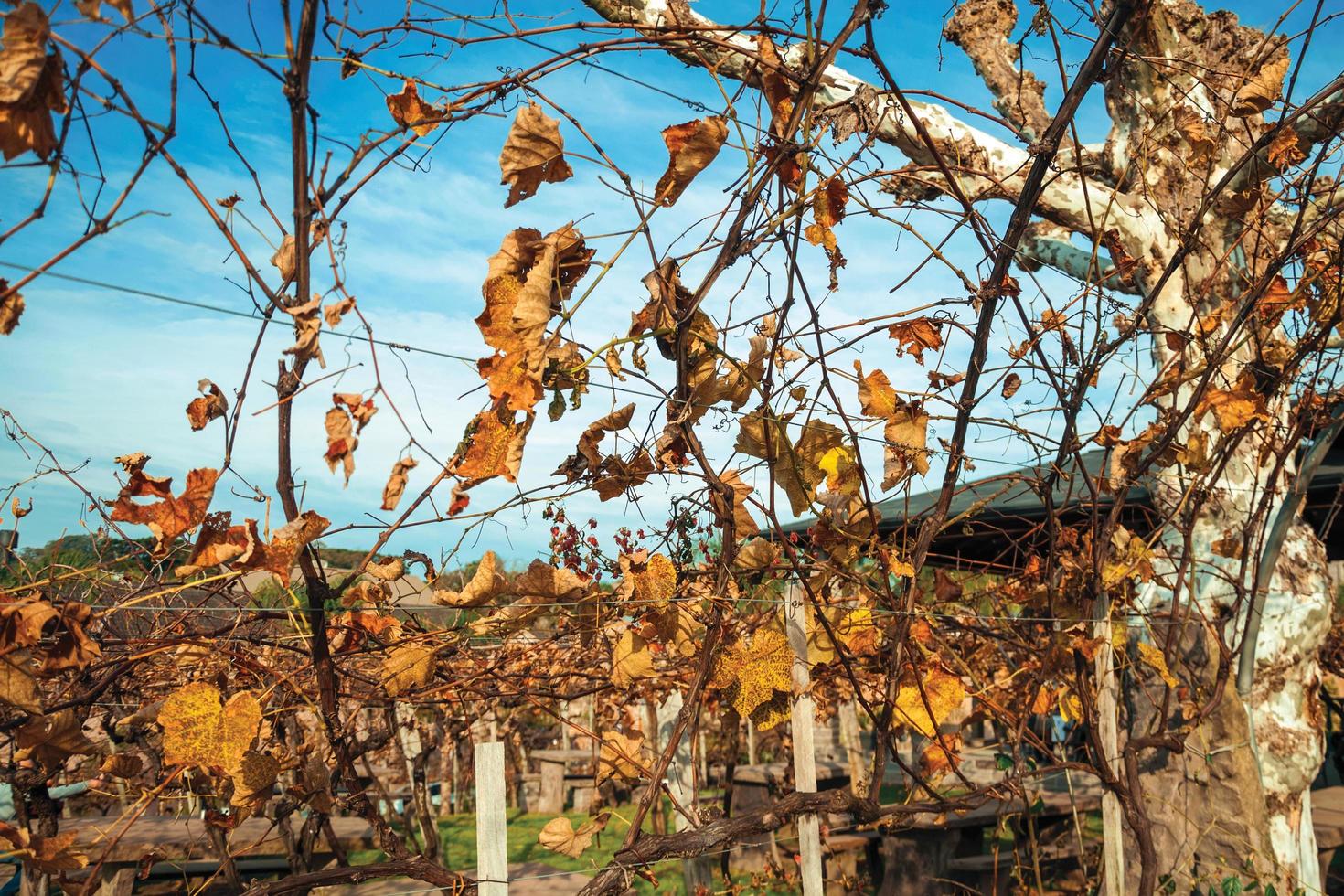 hojas de naranja secas en un paisaje otoñal en medio de las ramas de los viñedos, de la bodega cerca de bento goncalves. una acogedora ciudad rural en el sur de Brasil famosa por su producción de vino. foto