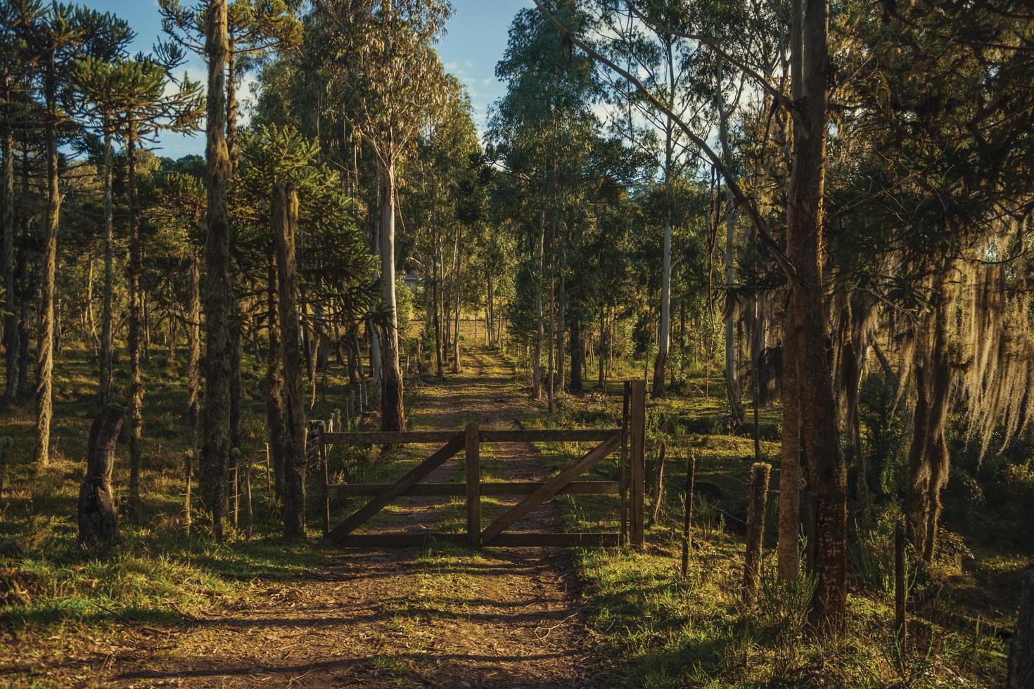 Trees covered by lichen and epiphytes with wooden farm gate on dirt pathway at sunset near Cambara do Sul. A small country town in southern Brazil with amazing natural tourist attractions. photo