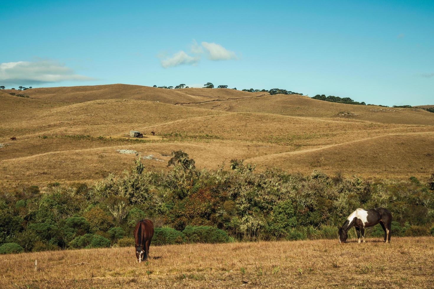 caballos que pastan en el paisaje de las tierras bajas rurales llamadas pampas con arbustos secos que cubren las colinas cerca de cambara do sul. una pequeña ciudad rural en el sur de Brasil con increíbles atractivos turísticos naturales. foto