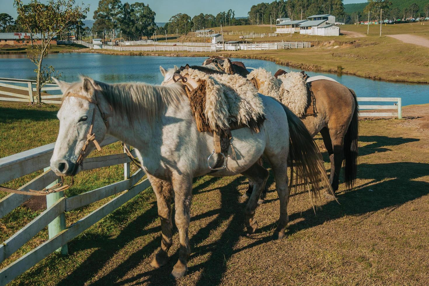 Horses standing tied on wooden fence with typical saddle made of sheep wool, on a ranch near Cambara do Sul. A small rural town in southern Brazil with amazing natural tourist attractions. photo