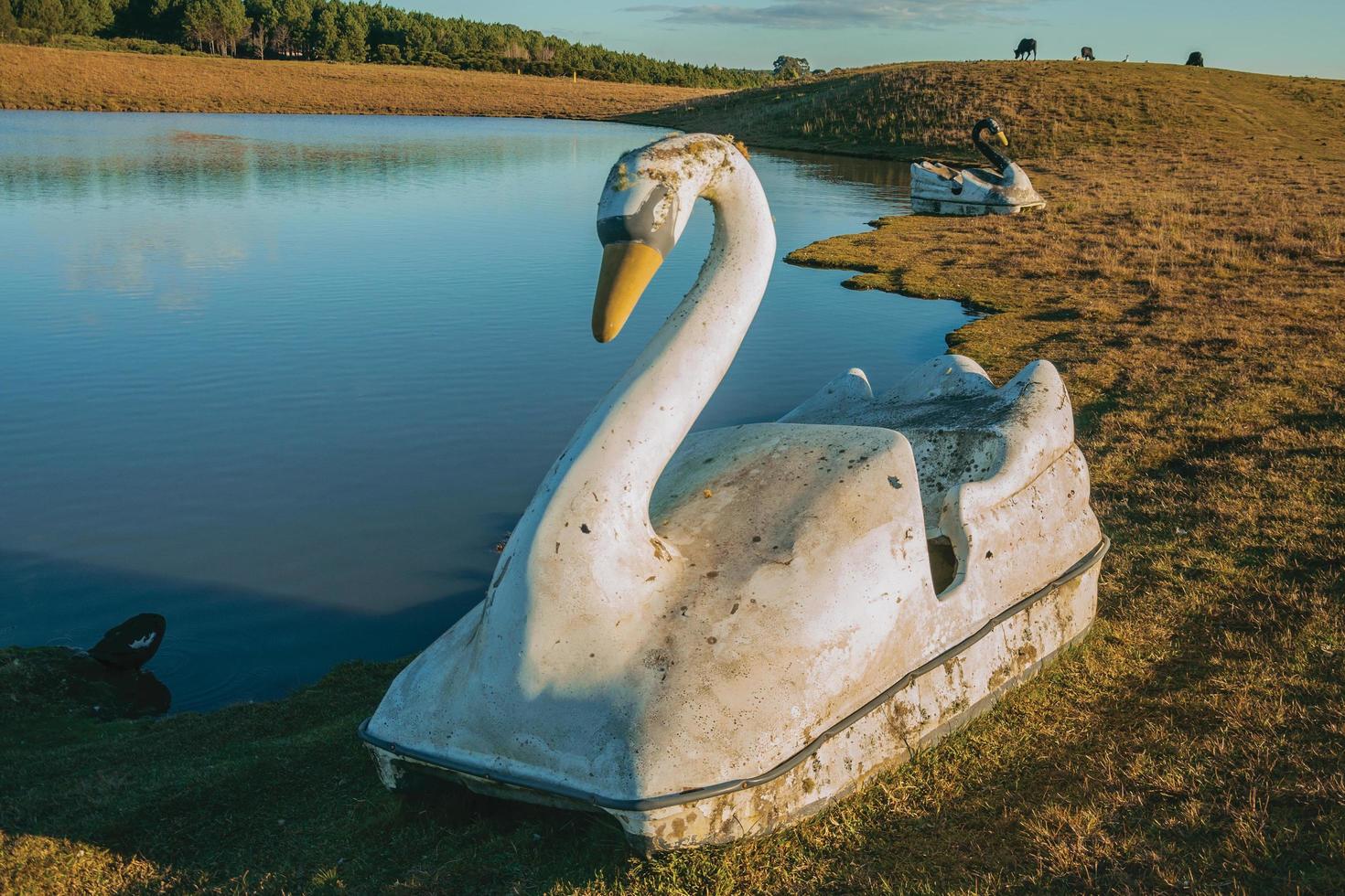 bote a pedales de fibra de vidrio en forma de cisne en el borde de un pequeño lago al atardecer, en una granja cerca de cambara do sul. un pequeño pueblo rural en el sur de Brasil con increíbles atractivos turísticos naturales. foto