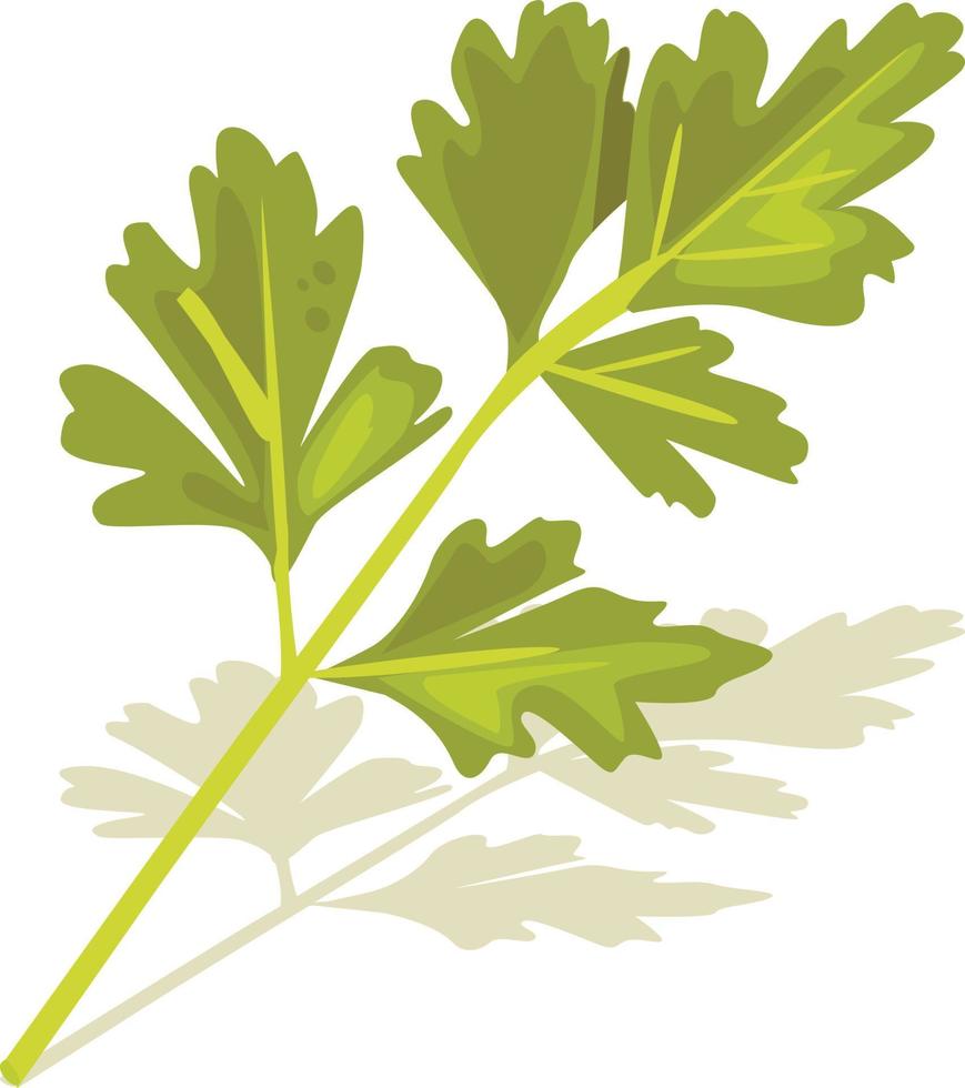 Italian vegetable vector illustration