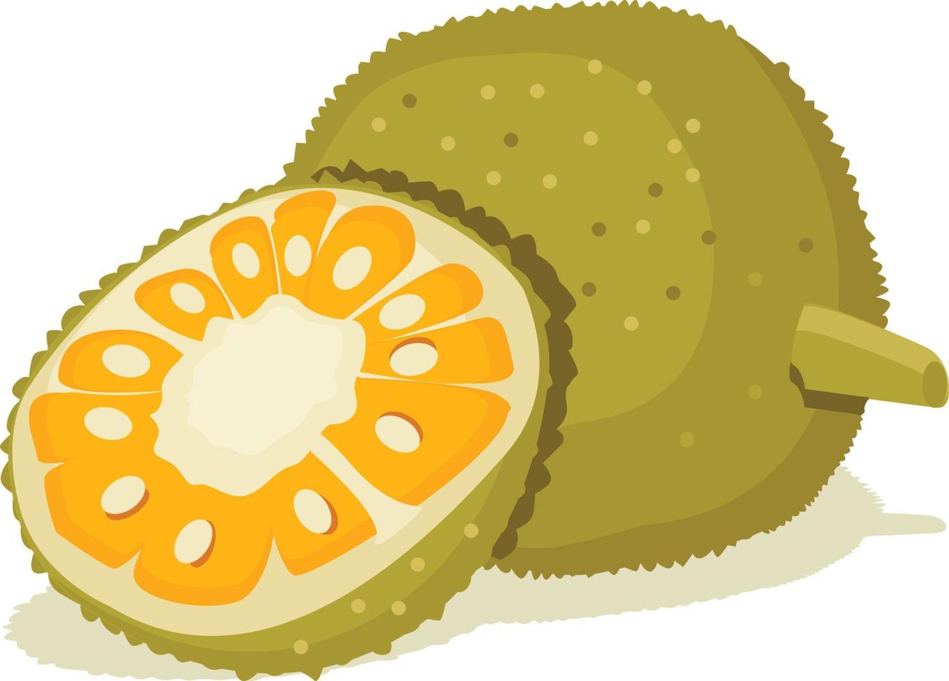 Jackfruit vector illustration