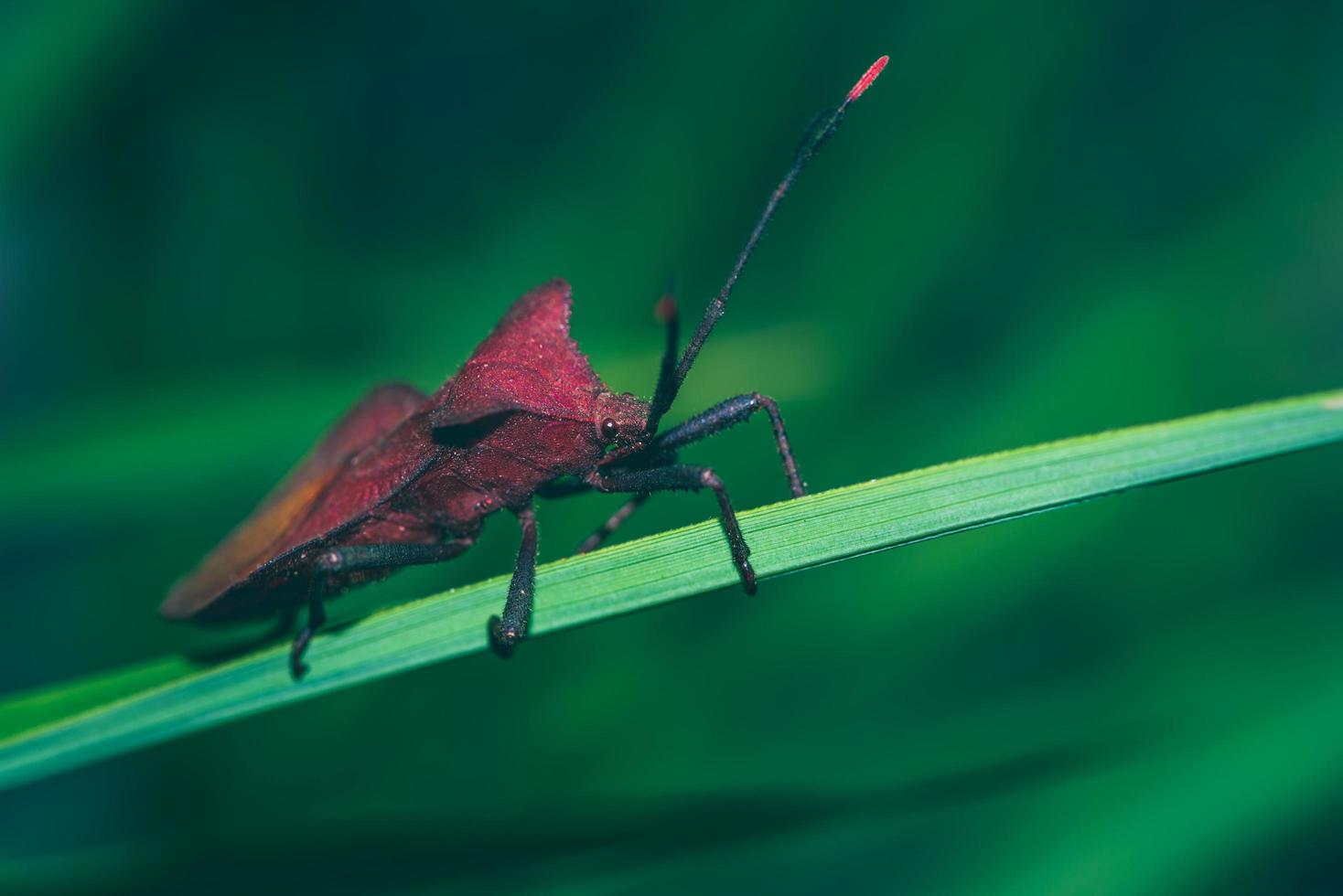 Insects Auburn Island on a green leaf photo