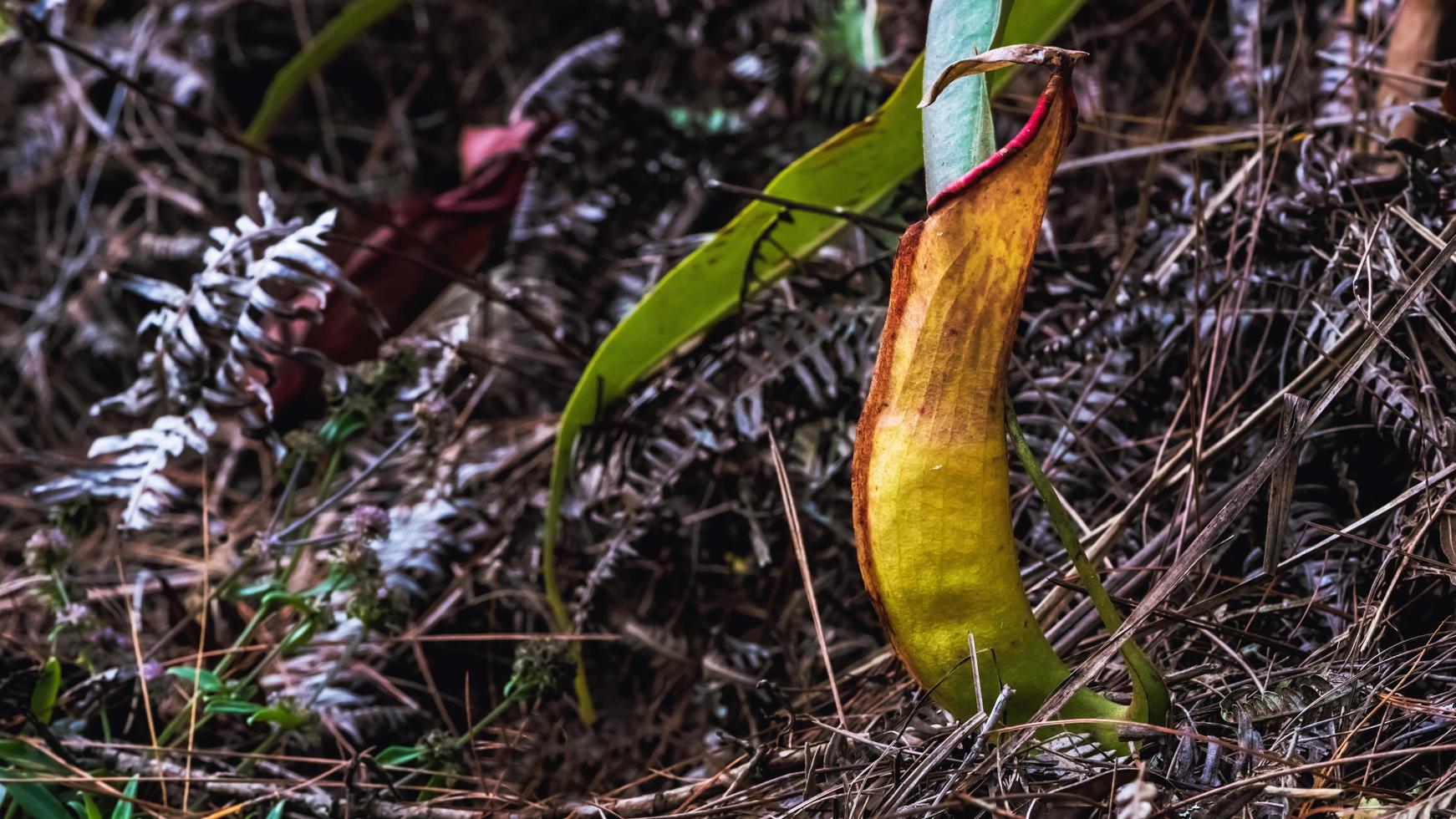 fondo natural. Planta de nepenthes en la hierba del bosque. foto