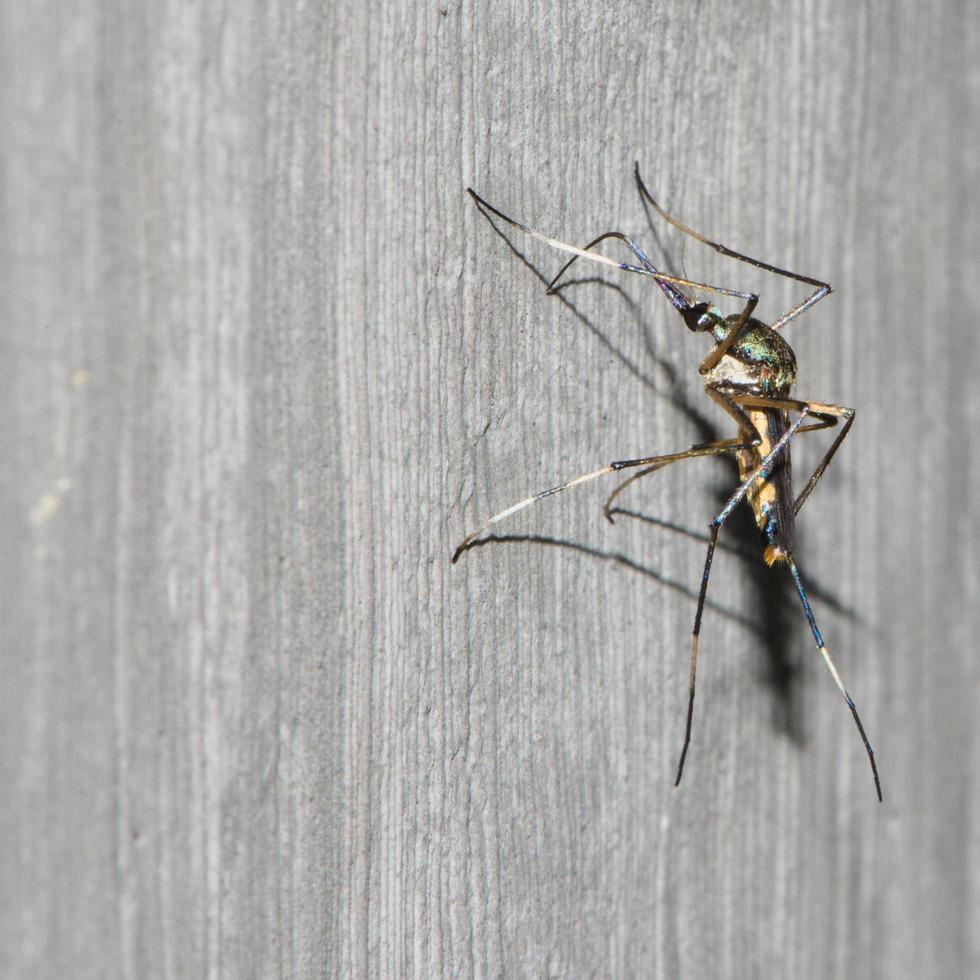 Mosquito perched on a cement wall photo