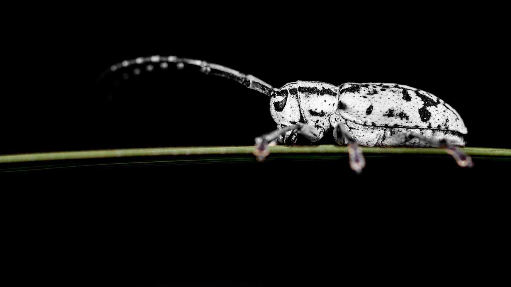 White and black insect Perched on a leaf photo