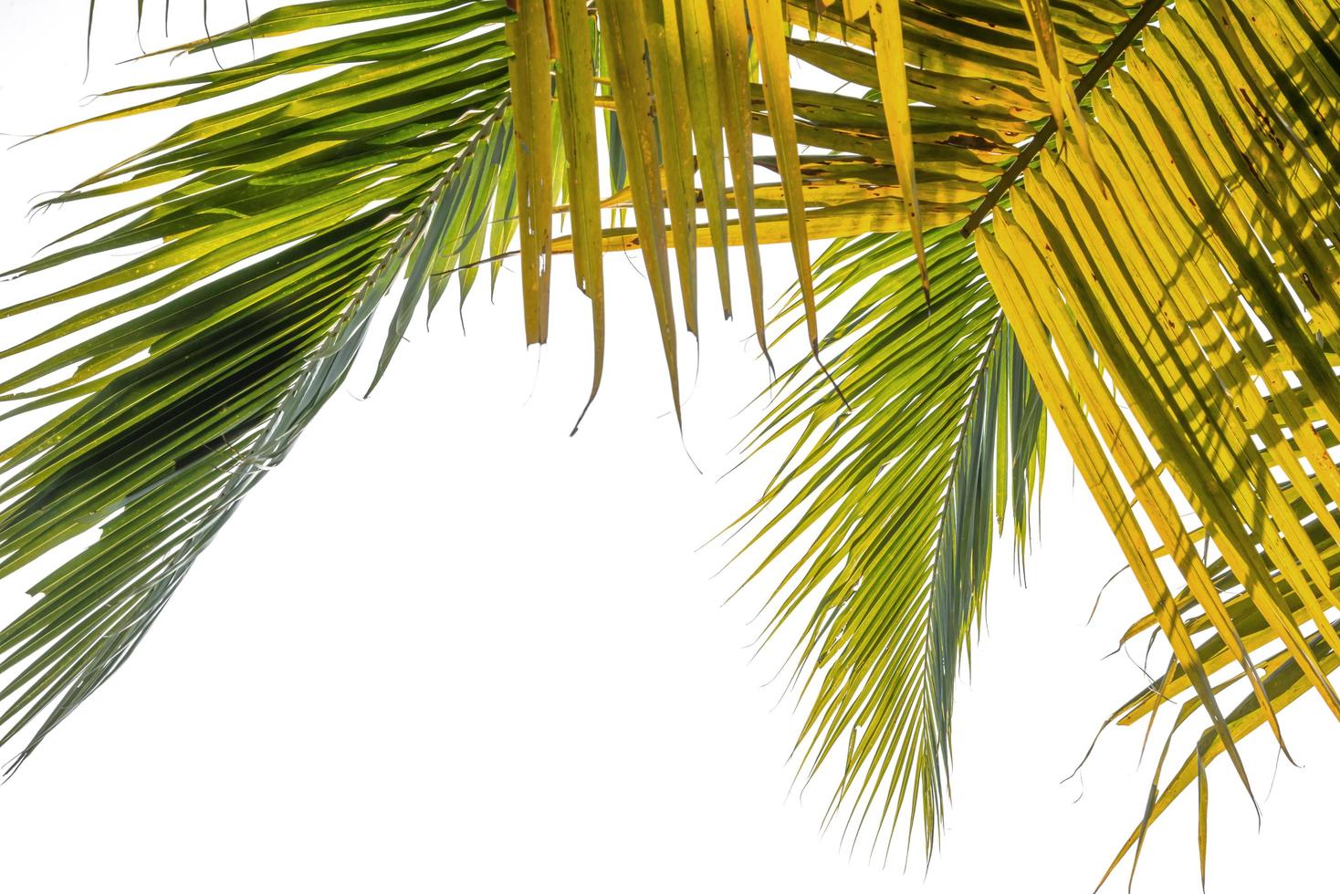 Natural background Coconut leaves photo