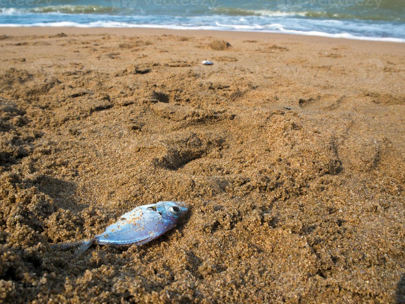 Dead fish on sand beach photo