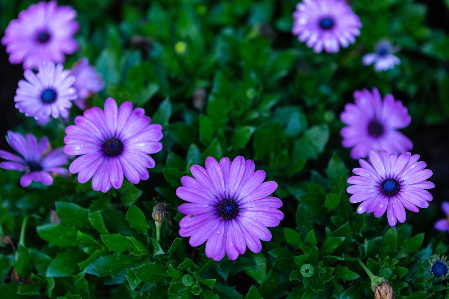 patch of violet african daisies flowers on green grass nature in a spring garden photo