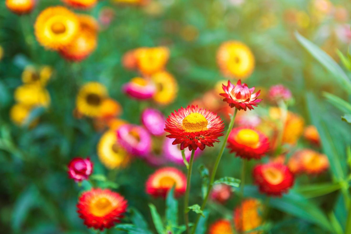 Straw flower of colourful beautiful on green grass nature in a spring garden. photo