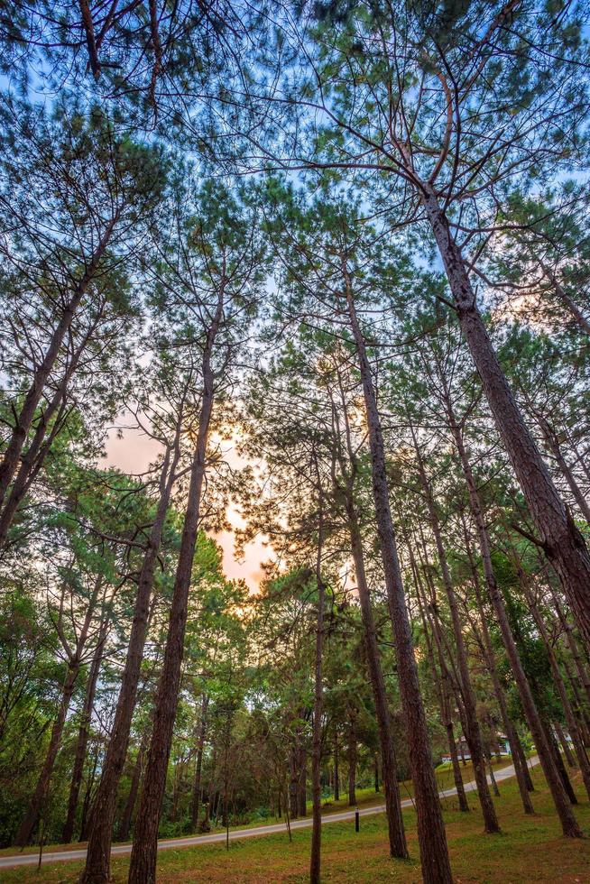 Beautiful larch forest with different trees,pine forest green on the mountain on nature trail in the morning. photo